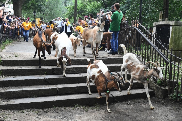 The Goats Are Back in Riverside Park, But Who Will Be the GOAT