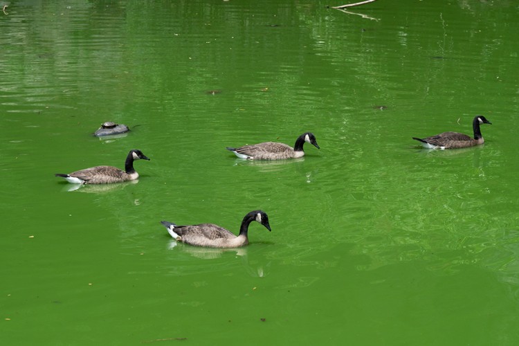 The harmful algae can be detrimental to the wildlife that make the pond their home. Photo credit: Photo credit: Diane Bondareff Geese in toxic algae-ridden Morningside Park Pond
