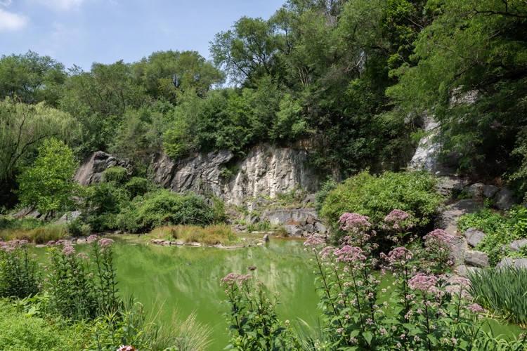 Toxic algae at Morningside Park Pond.