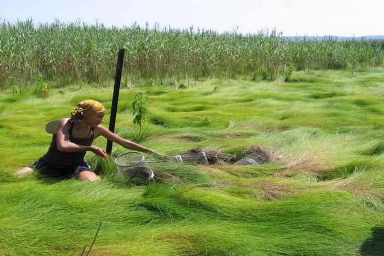 SSFRP students working in the marsh. Photo credit: SSRP Marsh.