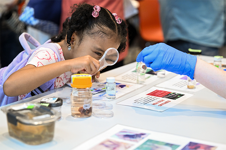 A young scientist peers through a magnifying glass during Saturday Science activities. Photo by Diane Bondareff. A young scientist looks through a magnifying glass.