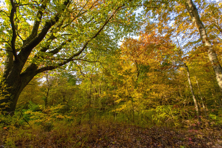 North Woods section of Central Park. Photo credit: Central Park Conservancy