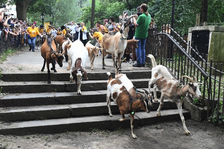 Goats running down stairs
