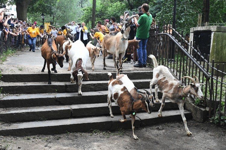 Photo Credit: Eileen Barroso Goats running down stairs
