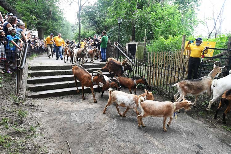 Goats Running Photo Credit: Eileen Barroso