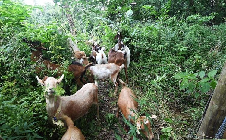 Goats in the bushes