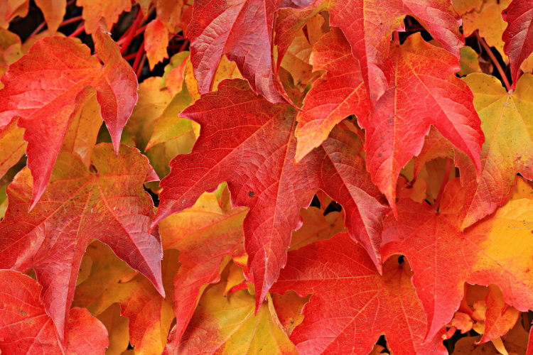 Fall foliage in Uptown, NYC.