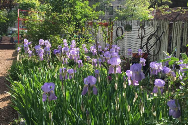 Morris-Jumel Community Garden in Washington Heights. Photo credit: Morris-Jumel Community Garden