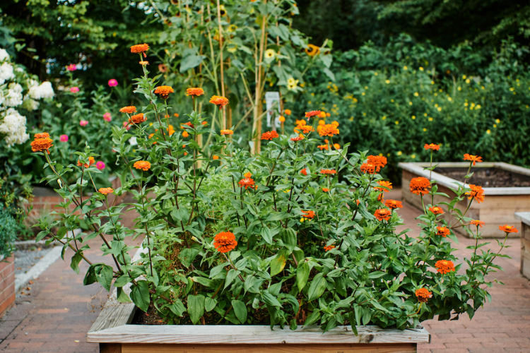 Flowers bloom at Riley-Levin Children's Garden in Inwood. Photo credit: New York Restoration Project Flowers bloom at Riley-Levin Children's Garden in Inwood. Photo credit: New York Restoration Project