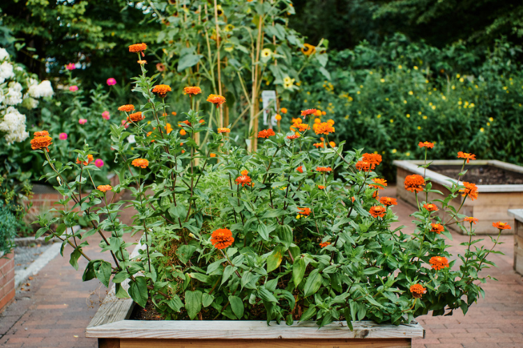 Flowers bloom at Riley-Levin Children's Garden in Inwood. Photo credit: New York Restoration Project