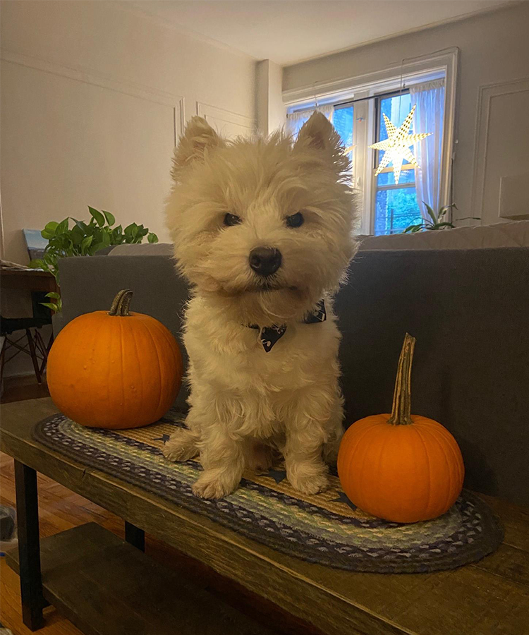 A white terrier between two pumpkins