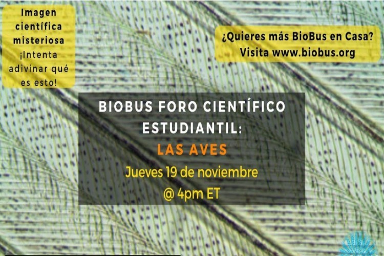 biobus flyer in spanish