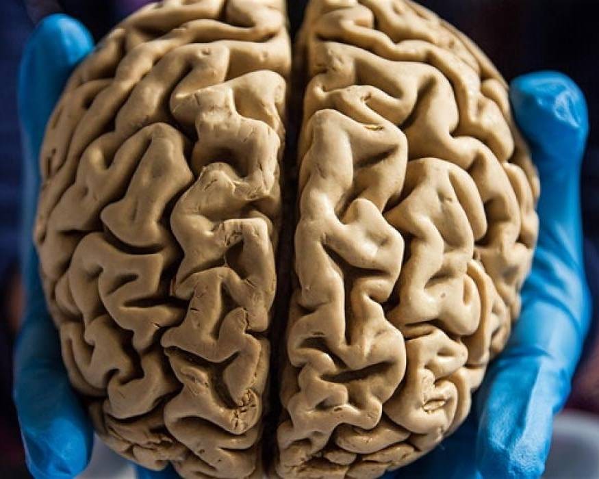 A close-up image of a brain being held by gloved hands.