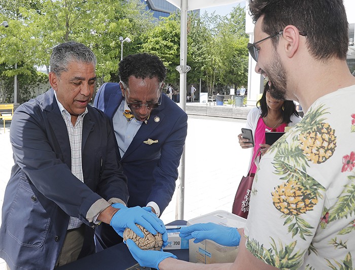 Representative Adriano Espaillat and Assemblyman Al Taylor learn about brains from scientists at the Zuckerman Institute booth. Photo by Lou Rocco. Representative Adriano Espaillat and Assemblyman Al Taylor touch a brain.