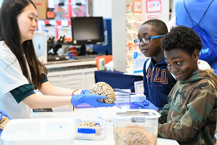 Two young attendees look at abrain during Saturday Science.