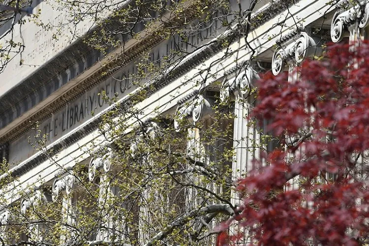 Picture of cherry blossoms in front of butler library