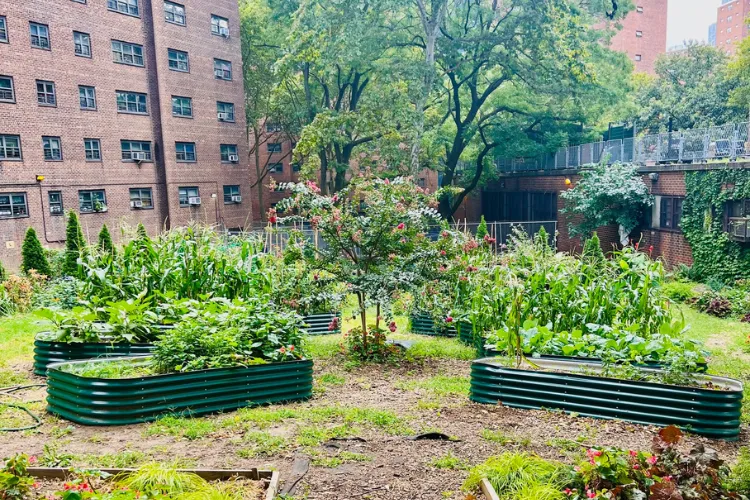 The Manhattanville Houses Garden. 