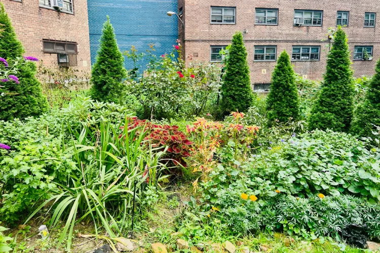 A view of the verdant garden at Manhattanville Houses. 